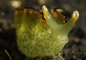 Elysia Ornata by Suzan Meldonian 